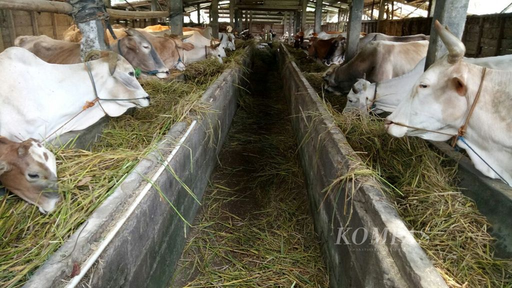 Sapi-sapi hasil usaha kelompok tani Bangun Rejo di kandang komunal Desa Polosiri, Bawen, Kabupaten Semarang, Jawa Tengah, Senin (21/5/2018). Kini, ada lebih dari 150 sapi berbagai umur dalam proses penggemukan untuk kebutuhan konsumsi daging sapi.