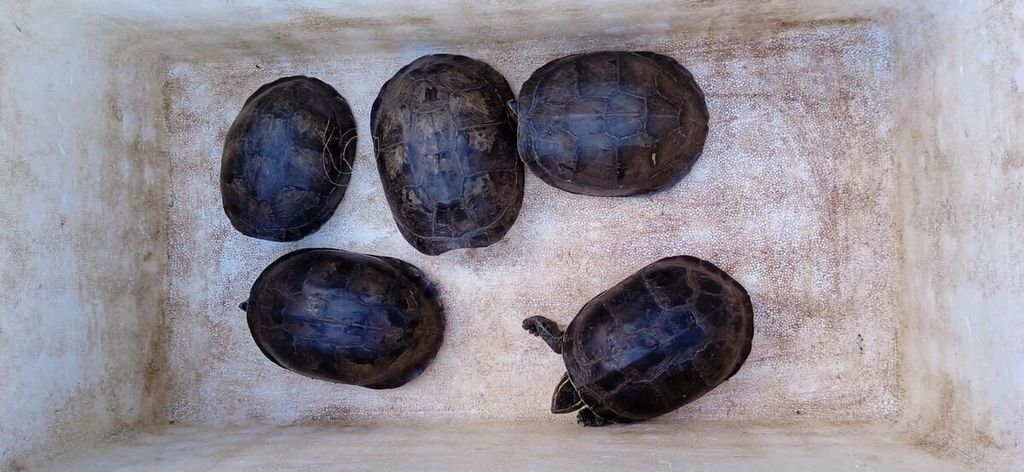 Several Ambon turtles were confiscated by officials from the Lampung Animal, Fish, and Plant Quarantine Center when they were about to be shipped through the Bakauheni Port, Lampung on Sunday (21/4/2024).