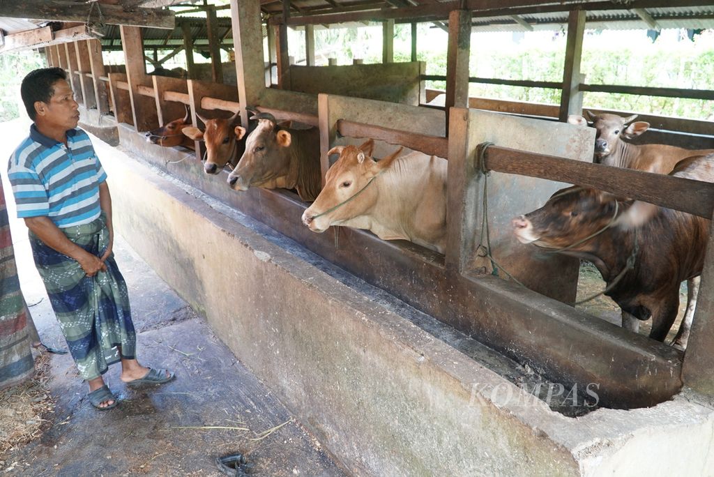 Peternak memantau kondisi sapinya yang sudah sembuh dari penyakit mulut dan kuku (PMK) di Kabupaten Padang Pariaman, Sumbar, Kamis (21/7/2022).