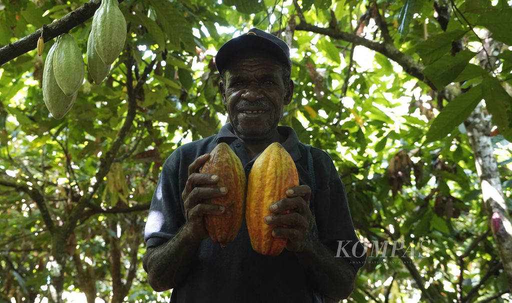 Jonewas Wenda menunjukkan buah cokelat (kakao) matang yang dipanen di kebunnya di Kampung Utikini 2, Distrik Kuala, Kabupaten Mimika, Papua, Jumat (18/3/2022).