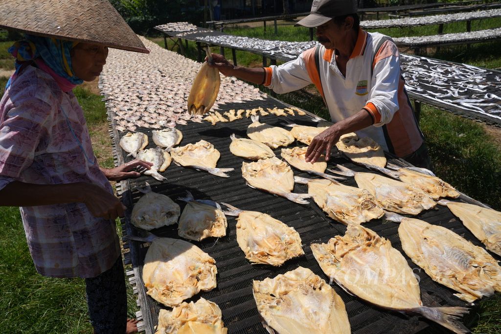Aep and Eti are drying fish during the process of making salted jambal roti fish in Pangandaran Village, Pangandaran District, Pangandaran Regency, West Java, on Monday (5/6/2024). The price of super jambal roti fish reaches Rp 120,000 per kilogram, while the regular price ranges from Rp 90,000 per kilogram.