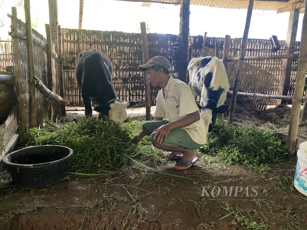 Peternak memberi makan sapinya di kandang komunal di Desa Kalisidi, Kecamatan Ungaran Barat, Kabupaten Semarang, Jawa Tengah, Kamis (2/6/2022).