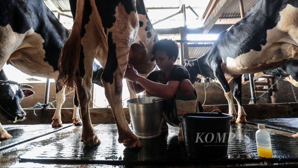 Aktivitas Edo (28) saat memerah susu dari ternak sapi perah di Jerami Farm di Kebon Pedes, Kota Bogor, Jawa Barat, Jumat (4/3/2022). 