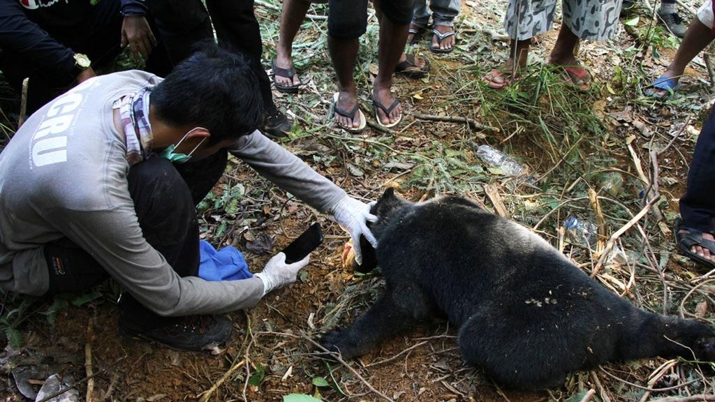 Dokter hewan dari Orangutan Information Center (OIC) memeriksa beruang madu (<i>Helarctos malayanus</i>) yang terkena jerat babi di Desa Ladang Neubok Kecamatan Jeumpa, Aceh Barat Daya, Aceh, Rabu (12/6/2019).