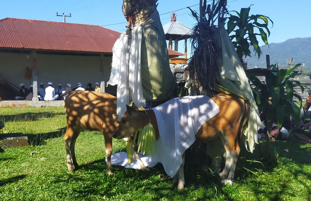 Di Desa Tambakan, Buleleng, Bali, terdapat tradisi <i>maturan kelaci</i>, mempersembahkan anak sapi untuk membayar kaul warga. Ritual ini biasanya digelar pada saat <i>tilem</i> (bulan mati), setiap 15 hari sekali oleh warga yang melaksanakan kaul, Jumat (23/8/2024).