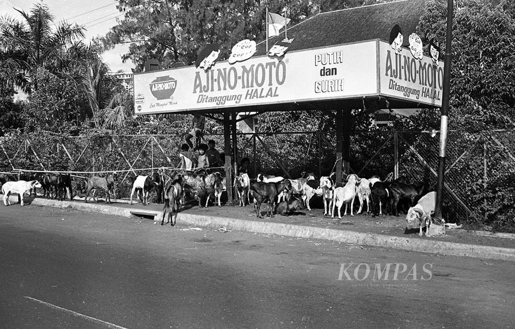 Penjual  hewan kurban menjelang Idul Adha 1401 Hijriah memanfaatkan halte bus di  Jakarta, Jumat (2/10/1981) sebagai tempat penjualan.