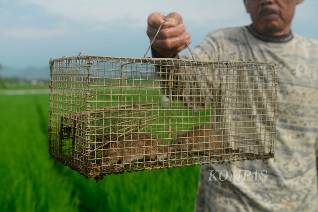 petani memperlihatkan tikus yang masuk dalam perangkap di Desa Tlogoweru, Kecamatan Guntur, Kabupaten Demak, Jawa Tengah, Senin (5/4/2021). Hama tikus menjadi salah satu persoalan petani selain serangan penyakit. 