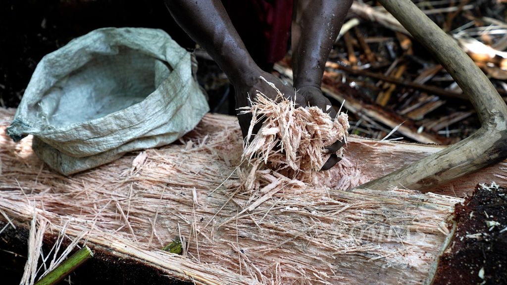 Pangkur sagu di Distrik Animha, Kabupaten Merauke, Papua, Jumat (11/11/2022). Total 2,5 jam hingga 3 jam waktu yang dibutuhkan dari menebang pohon hingga memproses satu meter batang sagu menjadi tepung basah.