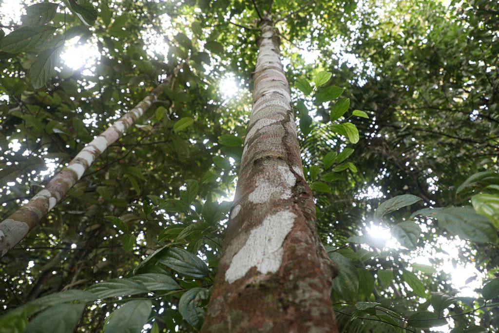 Pohon masoi (<i>Cryptocarya massoy</i>) yang sedikit diambil bagian kulitnya di Wurkendik, Distrik Fakfak Barat, Kabupaten Fakfak, Papua Barat, Minggu (20/6/2021). 
