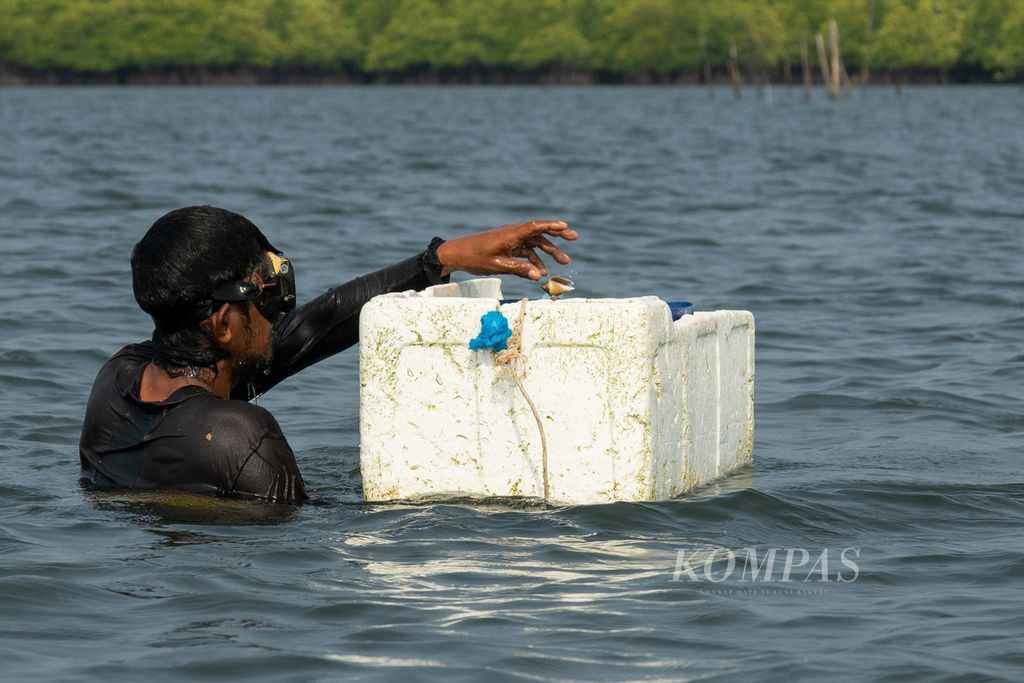 Seorang nelayan selam memasukkan siput gonggong yang berhasil ditangkap ke dalam kotak stirofoam di pesisir Kampung Monggak, Pulau Batam, Kepulauan Riau, Sabtu (15/4/2023). Dalam satu hari, para nelayan di sana dapat menangkap sekitar 200 gonggong dengan berat total sekitar 7 kilogram.
