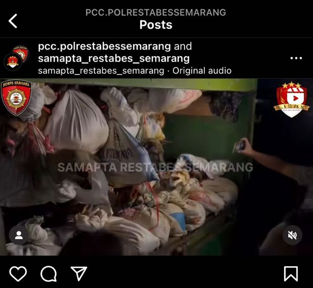 Kondisi ratusan anjing yang diselamatkan saat diangkut menggunakan truk bak terbuka di gerbang Tol Kalikangkung, Kota Semarang, Jawa Tengah, Sabtu (6/1/2024).
