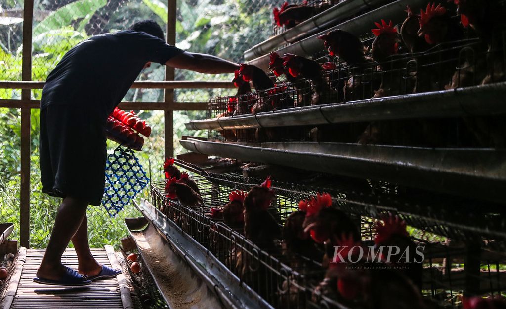 Rizal Ansori (41), peternak ayam petelur, memanen telur di kandang miliknya di kawasan Pengasinan, Bogor, Jawa Barat, Sabtu (2/7/2022). 