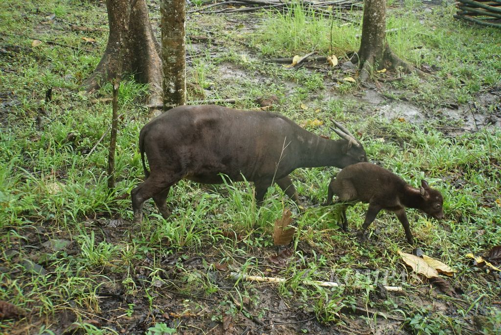 Induk dan anak anoa, Denok (13) dan Raden (2 minggu), berjalan beriringan di kandang penangkaran Anoa Breeding Center Manado, Sulawesi Utara, Kamis (2/2/2023).