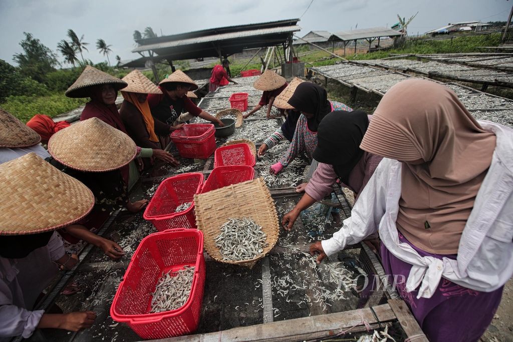 Buruh lepas perempuan bekerja sebagai pemilah ikan asin di pesisir Sumur, Pandeglang, Banten, Minggu (16/1/2022). Mereka mendapat upah Rp 5.000 setiap jamnya. Kegiatan tersebut mereka lakukan untuk menambah penghasilan keluarga. 