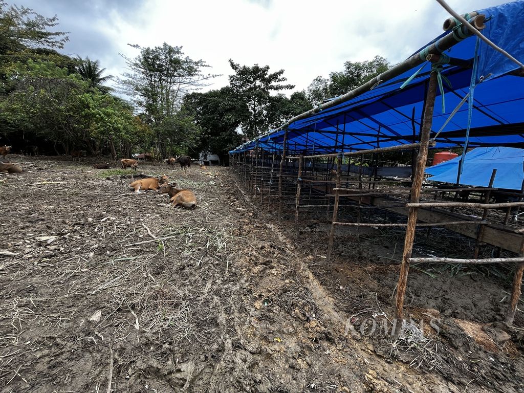 Puluhan sapi kurban digembalakan warga di Kendari, Sulawesi Tenggara, Sabtu (2/7/2022). Sapi ini didatangkan dari sejumlah daerah di wilayah Bumi Anoa. Akan tetapi, selama di Kendari belum dilakukan pemeriksaan oleh dinas terkait.