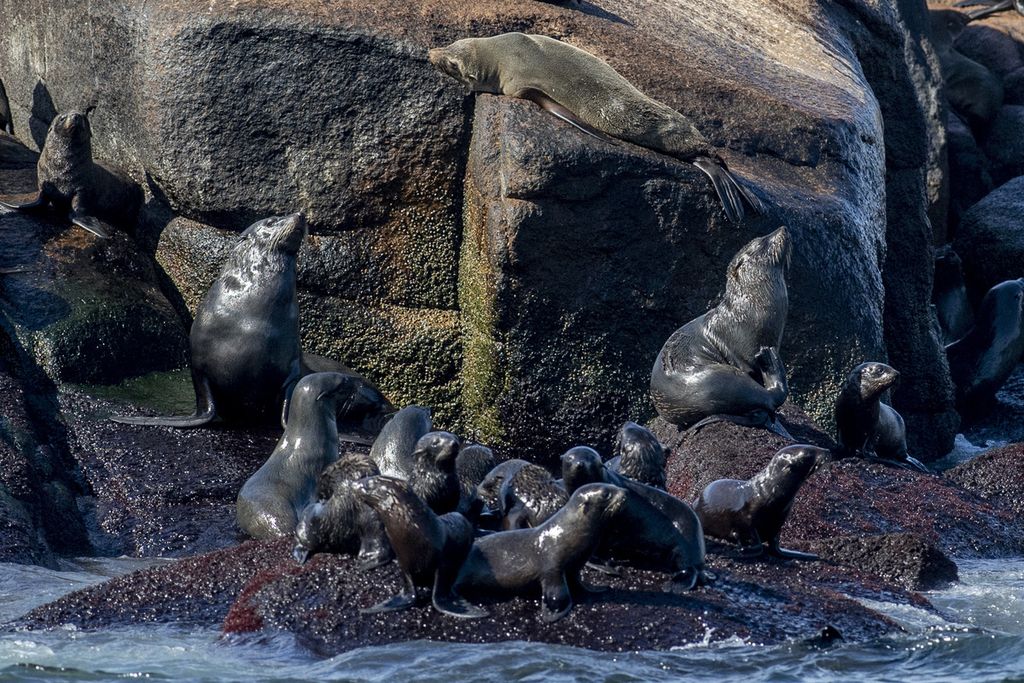 Isla de Lobos merupakan pulau kecil yang terletak di Punta del Este, Uruguay, yang menjadi habitat bagi ribuan anjing laut dan singa laut terbesar di Amerika Selatan.