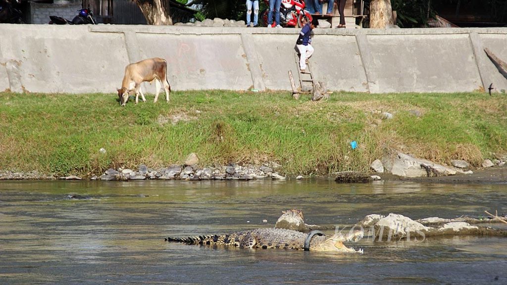 Buaya muara (<i>Crocodylus porosus</i>) terjerat ban sepeda motor dalam 1,5 tahun terakhir di Sungai Palu, Kota Palu, Sulawesi Tengah, seperti terlihat pada Jumat (5/1/2018). Belum ada penanganan berarti dari pihak berwenang untuk menyelamatkan buaya muara tersebut. Buaya muara berstatus dilindungi karena populasinya mendekati terancam punah. Buruknya lingkungan menjadi salah satu ancaman keberadaan buaya yang hidup tak jauh dari muara tersebut.