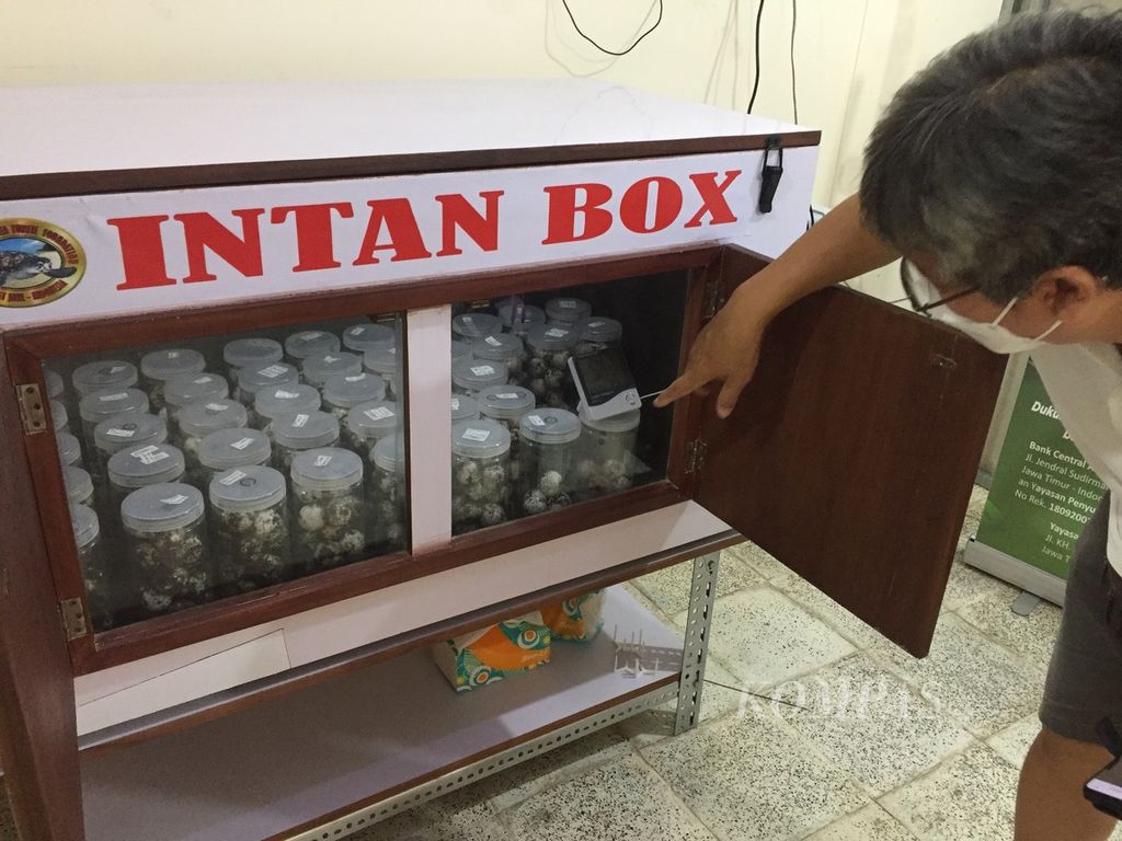 Pembina Yayasan Penyu Banyuwangi (BSTF) Wiyanto Haditanojo memperlihatkan Intan Box (Inkubator Buatan) untuk membantu penetasan telur penyu di Banyuwangi, Jawa Timur, Senin (30/5/2022). 