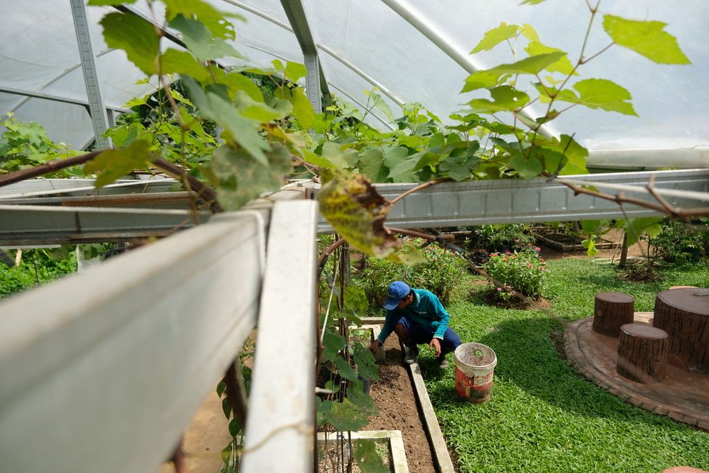 Eko memupuk tanah yang akan ditanami sayuran jenis sawi di Susia Garden, Kalibata, Jakarta Selatan, Senin (24/10/2022). 