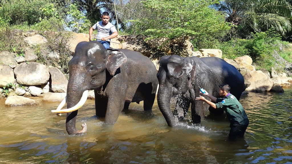 Gajah jinak sedang mandi di Conservation Respon Unit Trumon, Aceh Selatan, Aceh, Kamis (23/1/2019).