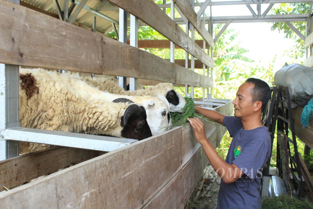 Muhaemin, Ketua Koperasi Tani Mulus, memberi pakan untuk kambing di Desa Mundakjaya, Kecamatan Cikedung, Kabupaten Indramayu, Jawa Barat, Rabu (4/10/2023). Koperasi itu tidak hanya memproduksi beras, tetapi juga mengembangkan peternakan kambing serta kios sarana produksi pertanian.