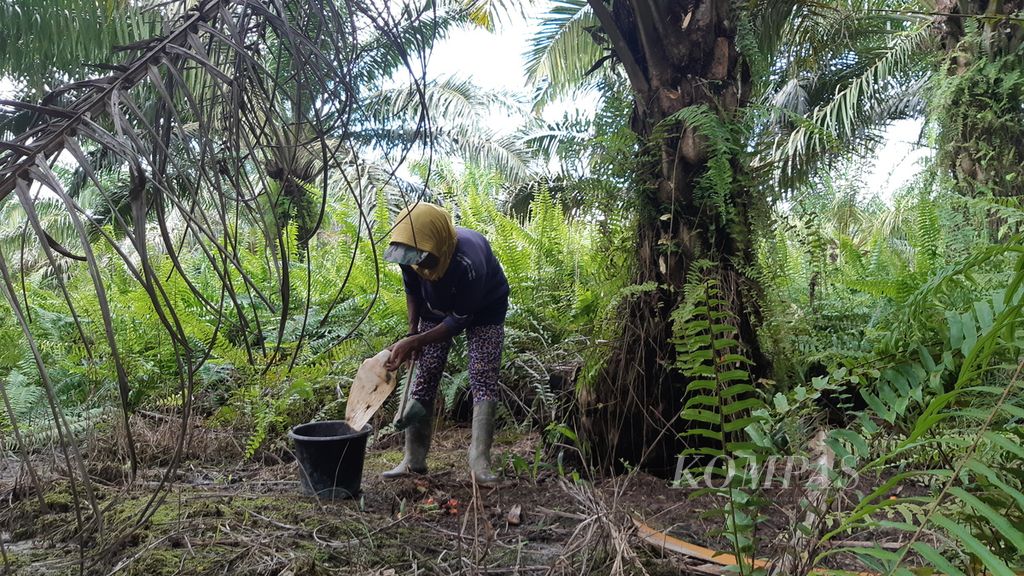 Seorang perempuan buruh di tengah perkebunan sawit di Kalimantan Tengah mengumpulkan gelondongan buah sawit sisa panen dari buruh lain, Senin (24/7/2023). Perempuan buruh berjuang di kebun sawit untuk memenuhi kebutuhan hidup mereka.