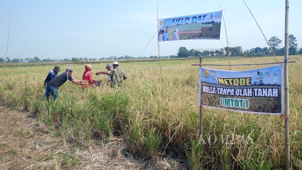 Petani memanen padi lokal yang ditanam dengan metode mulsa tanpa olah tanah (MTOT) serta menggunakan pupuk daun dari cangkang telur di Desa Malintang, Kecamatan Gambut, Kabupaten Banjar, Kalimantan Selatan, Senin (4/9/2023). 