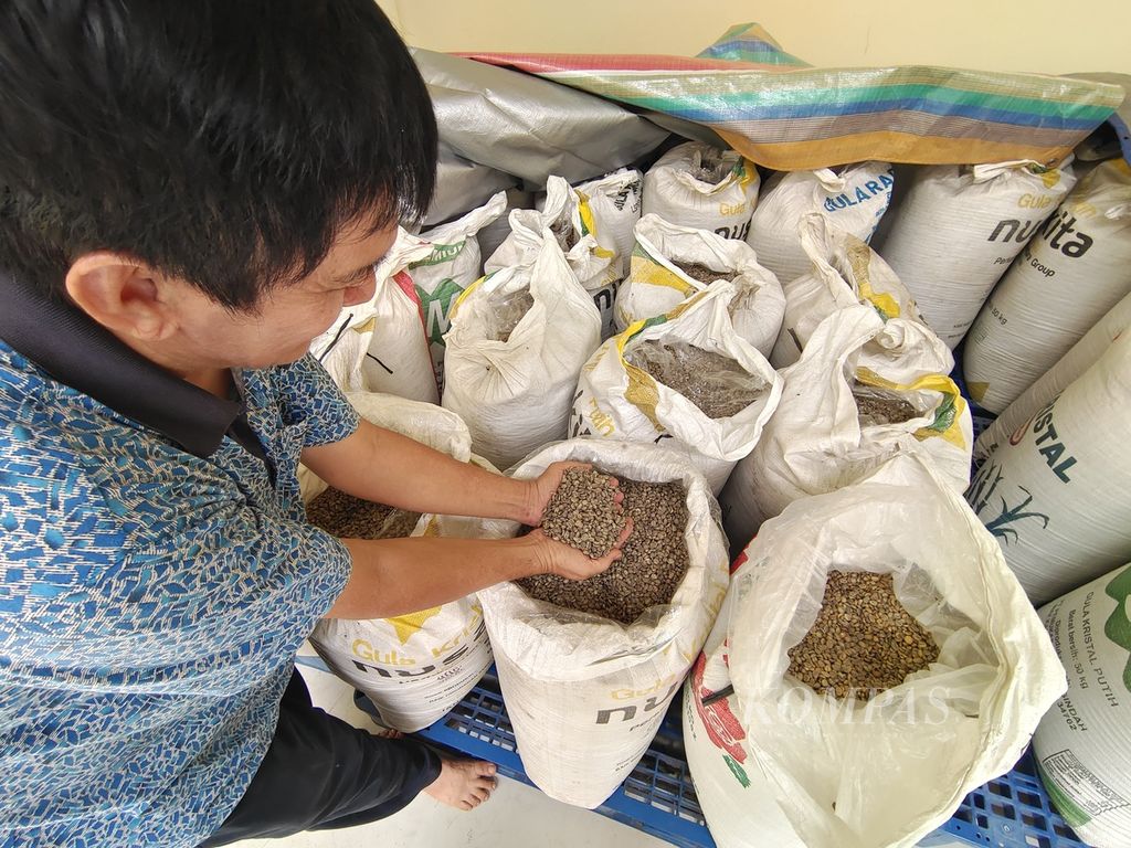 Pemilik merek dagang Kopi Benua, Jono Darma Putra, menunjukkan biji kopi arabika asal Semendo, Kabupaten Muara Enim, Sumatera Selatan, yang ada di pabrik Kopi Benua, Palembang, Selasa (11/6/2024). 