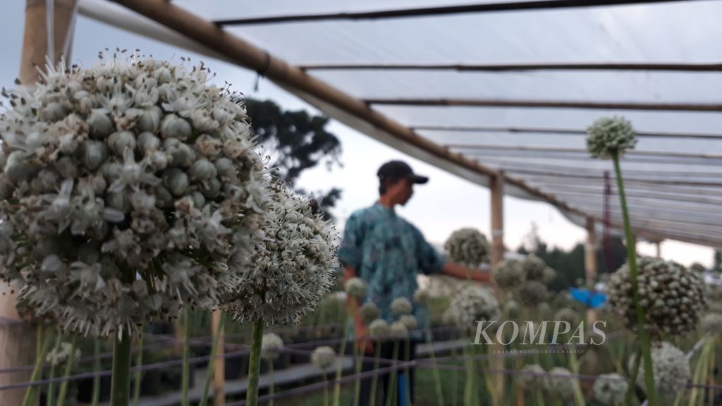 Kepala Kebun Balai Penelitian Tanaman Sayuran (Balitsa) Asep Permana meniti bunga-bunga bawang merah yang disiapkan menjadi benih di Kebun Balitsa di Lembang, Kabupaten Bandung Barat, Jawa Barat.