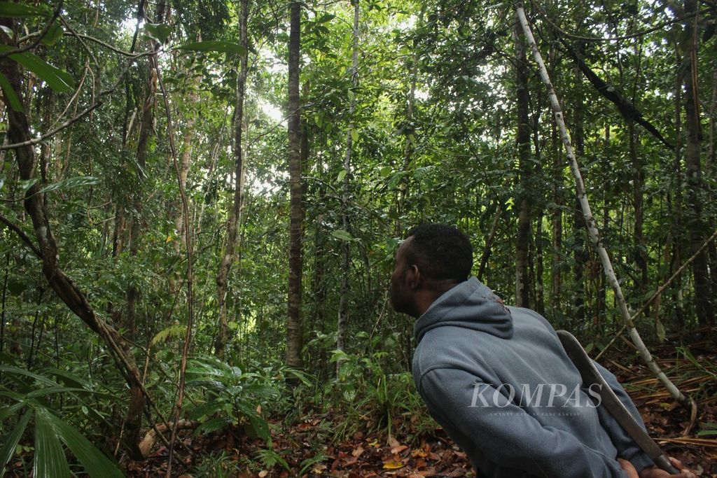 Luis Hay (39) mengamati pepohonan untuk mencari keberadaan burung cenderawasih di Kampung Kapatcol, Misool Barat, Kabupaten Raja Ampat, Papua Barat Daya, Rabu (27/3/2024).