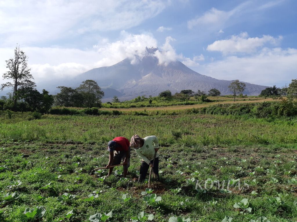 Petani tetap bertani dengan latar belakang Gunung Sinabung di Desa Berastepu, Kecamatan Simpang Empat, Kabupaten Karo, Sumatera Utara, Rabu (3/3/2021). 