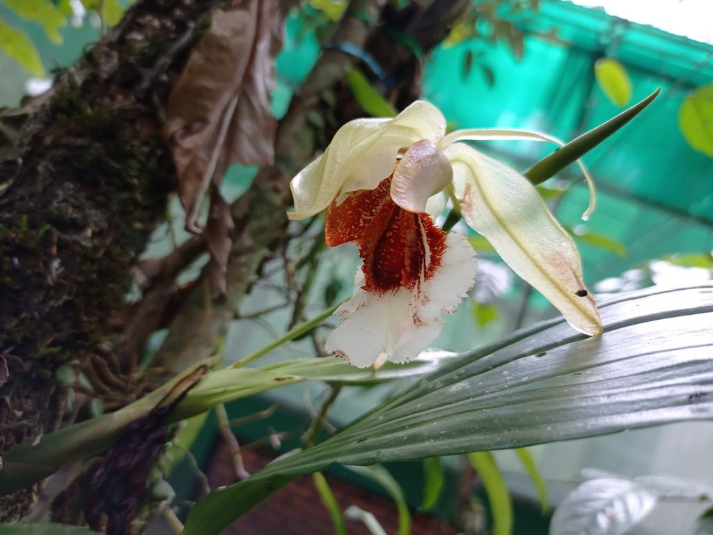 Anggrek <i>Coelogyne speciosa </i>di Taman Anggrek Ranu Darungan , Pronojiwo, Lumajang. 