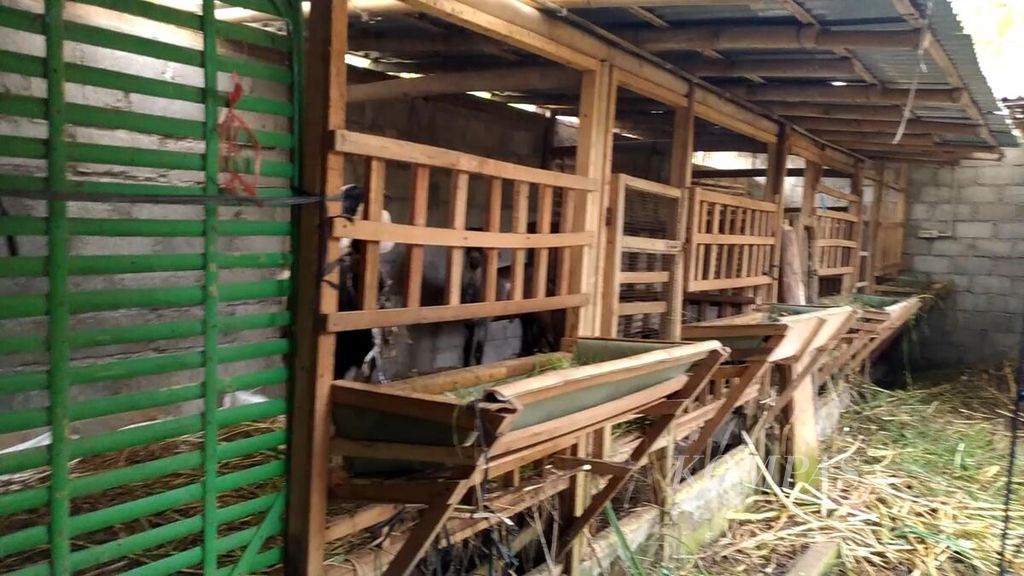 Salah satu kandang milik peternak yang mengimpor kambing saanen asal Thailand yang berlokasi di Purwokerto, Jawa Tengah, Jumat (17/6)