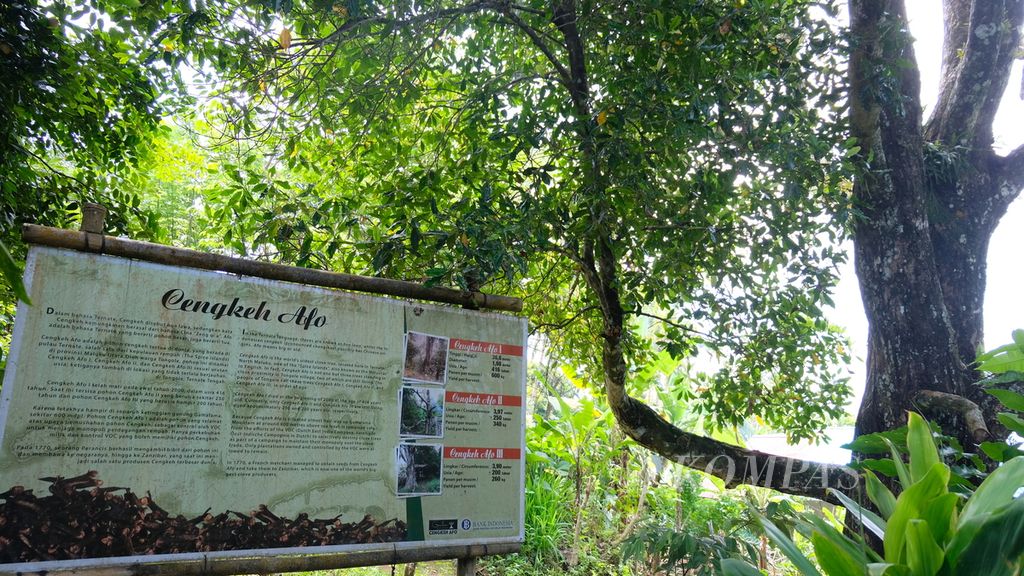 Pohon Cengkeh Afo III (kanan) di lereng Gunung Gamalama, Ternate, Senin (13/6/2022). Pohon berdiameter 3,9 meter itu berusia sekitar 200 tahun dan diyakini sebagai pohon cengkeh tertua di dunia. Cengkeh Afo III merupakan bibit generasi ketiga dari pohon Cengkeh Afo I yang berusia 416 tahun. Cengkeh Afo I selamat dari pemusnahan pohon cengkeh massal oleh VOC dan sebelumnya menjadi pohon cengkeh tertua di dunia. Cengkeh Afo I mati pada tahun 2000.