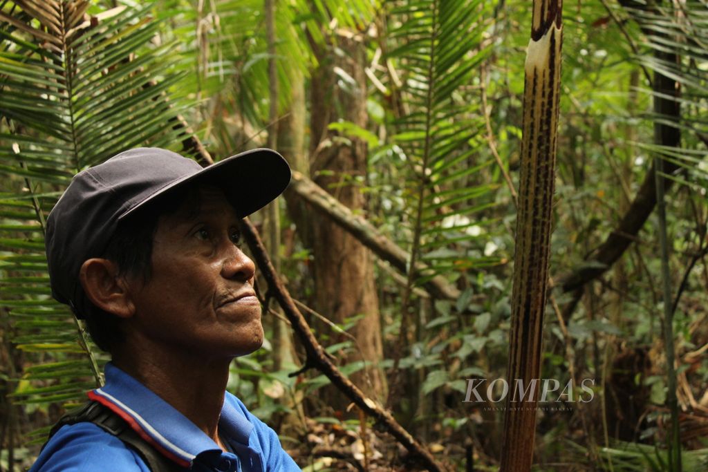 Heri Pato, warga Desa Kalumpang, menunjukkan rotan hasil mencari di hutan dekat ladangnya, Rabu (20/7/2022).