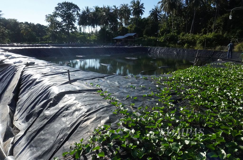 Kolam bekas tambak udang intensif ditumbuhi rumput di Desa Kemujan, Kecamatan Karimunjawa, Kabupaten Jepara, Jawa Tengah, Selasa (16/4/2024). Aktivitas di tambak udang yang beroperasi tanpa izin tersebut dihentikan oleh pemiliknya pada Februari 2024. 