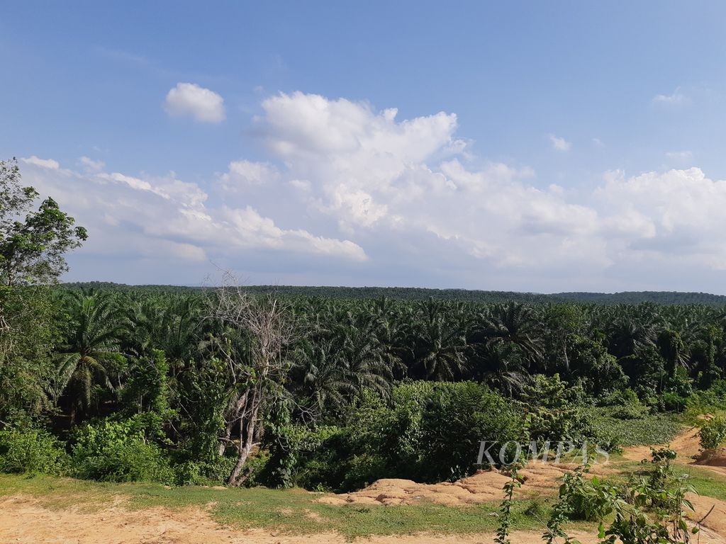 Pemandangan perkebunan kelapa sawit di Seuneubok Cina, Kecamatan Indra Makmu, Kabupaten Aceh Timur, Provinsi Aceh, Senin (24/7/2023). Sebagian besar warga desa tersebut bekerja sebagai buruh di perkebunan kelapa sawit.