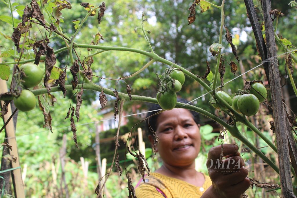 Masyarakat adat merawat tanaman hortikultura di Desa Saga, Kecamatan Detusoko, Kabupaten Ende, Nusa Tenggara Timur, pada Rabu (20/3/2024) petang. 