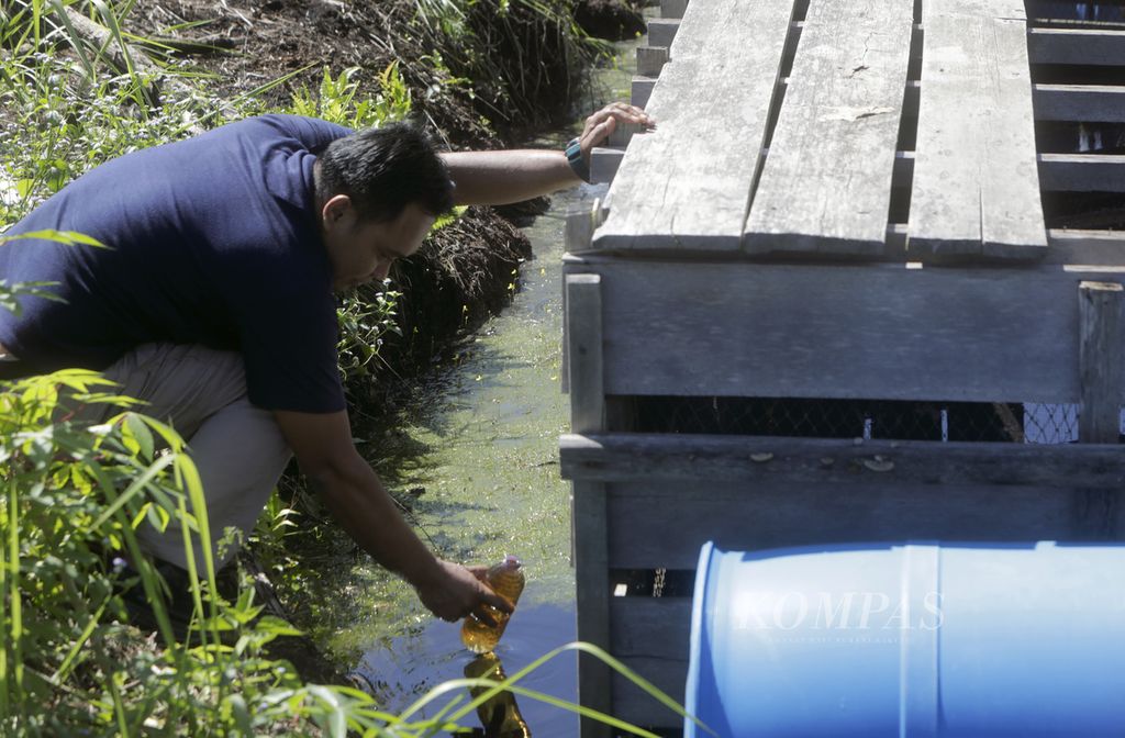 Pegawai PT Alam Siak Lestari, Legianto, mengambil sampel air gambut dari kanal yang akan dibandingkan dengan air di karamba yang digunakan untuk budidaya ikan gabus di Kampung Penyengat, Kecamatan Sungai Apit, Kabupaten Siak, Rabu (18/9/2024). 