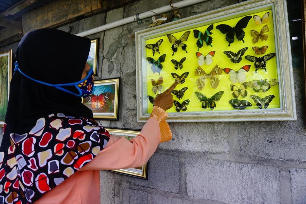 Warih Budi Triningsih (49), pemilik Borobudur Butterfly Edu, menunjukkan ragam jenis kupu-kupu yang dipajangnya menjadi hiasan dinding. Borobudur Butterfly Edu adalah penangkaran kupu-lupu yang telah berhasil mengembangkan 18 jenis kupu-kupu