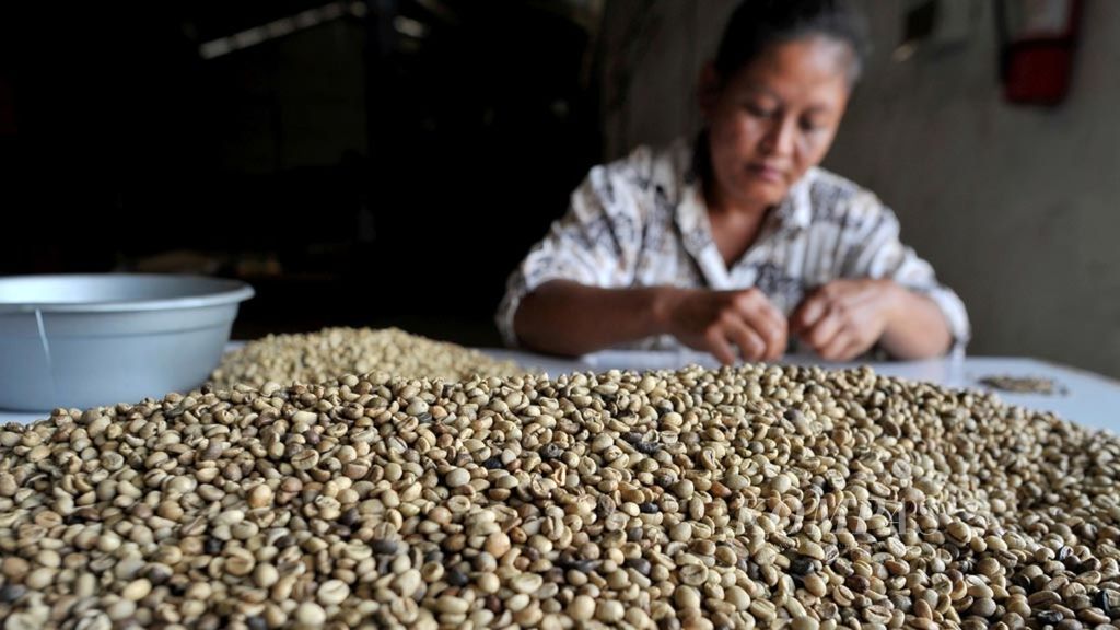 Buruh perempuan menyortir biji kopi kering jenis robusta di gudang pengolahan kopi di kawasan Way Laga, Bandar Lampung, Lampung, Kamis (8/2). 