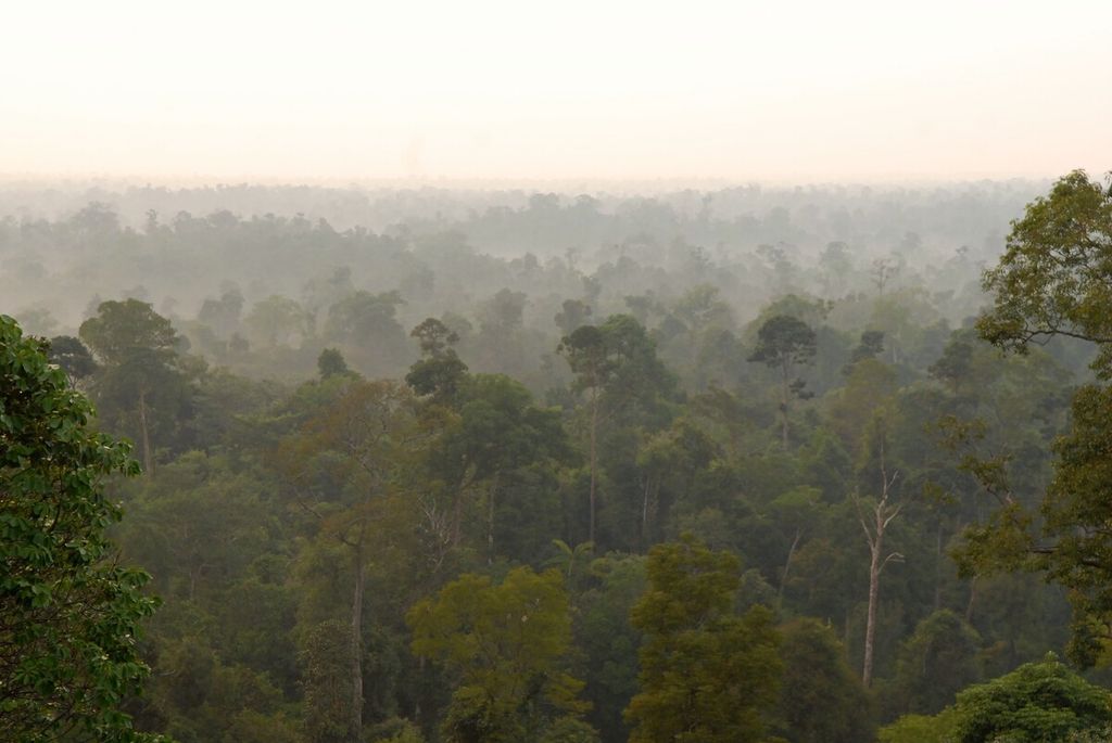 Rerimbunan di Hutan Harapan, perbatasan Jambi dan Sumatera Selatan, 2018 lalu. Keseimbangan ekosistem yang masih terjaga dalam sebagian wilayah hutan itu menjadikannya sebagai habitat nyaman beragam spesies ikan. Perlindungan diperlukan demi menjaga spesies tersisa.