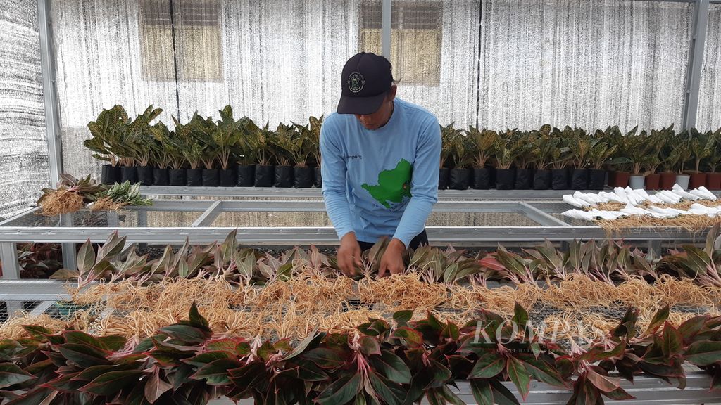 Sejumlah petani di Kelurahan Adipuro, Kecamatan Trimurjo, Kabupaten Lampung Tengah, Lampung, menyiapkam tanaman hias aglaonema yang akan diekspor ke Turki pada Minggu (14/8/2022).