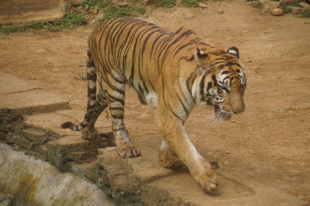 Seekor harimau benggala di Taman Rekreasi Margasatwa Serulingmas, Banjarnegara, Jawa Tengah, Sabtu (16/10/2021).