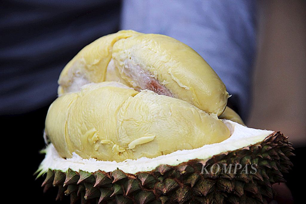 Durian Balai Karangan, Kabupaten Sanggau, Kalimantan Barat, merupakan durian dengan plasma nutfah terbaik.