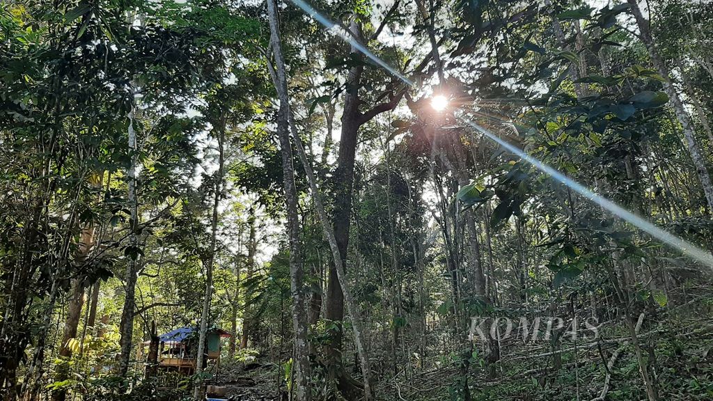 Salah satu lokasi pohon durian yang berada di perbukitan di Kecamatan Singkawang Timur, Kota Singkawang, Kalimantan Barat, Minggu (25/9/2022).