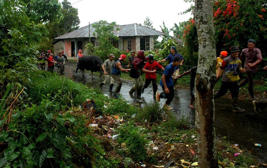 Warga Desa Tambakan, Buleleng, Bali, berburu banteng sebelum melakukan tradisi <i>mungkah wali</i> yang diselenggarakan dua tahun sekali. Pada saat <i>mungkah wali</i>, warga menyembelih sapi berkisar 20-30 ekor, Jumat (23/8/2024).