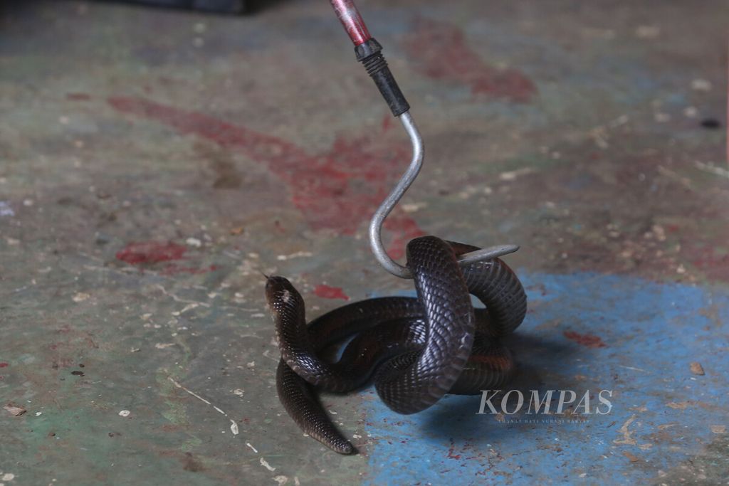Pengurus Taman Belajar Ular (Tabu) Indonesia, Elang, menunjukkan cara menangkap ular berbisa dengan aman di kawasan Pancoran Mas, Depok, Jawa Barat, Desember 2019. 