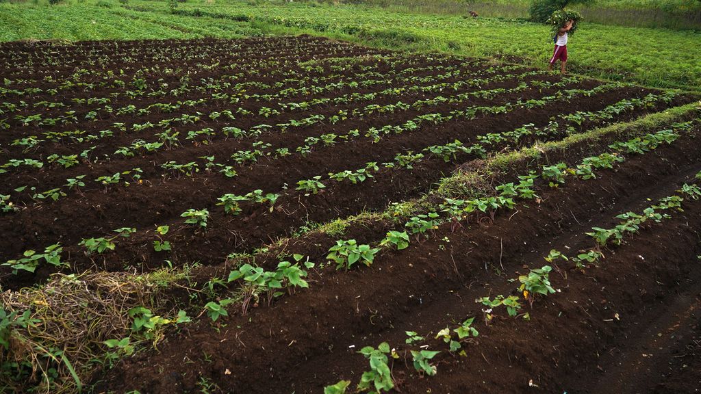Lahan pertanian ubi tempat Hendri (40) mengumpulkan daun ubi di Carangpulang, Dramaga, Kabupaten Bogor, Jawa Barat, Kamis (25/2/2021).