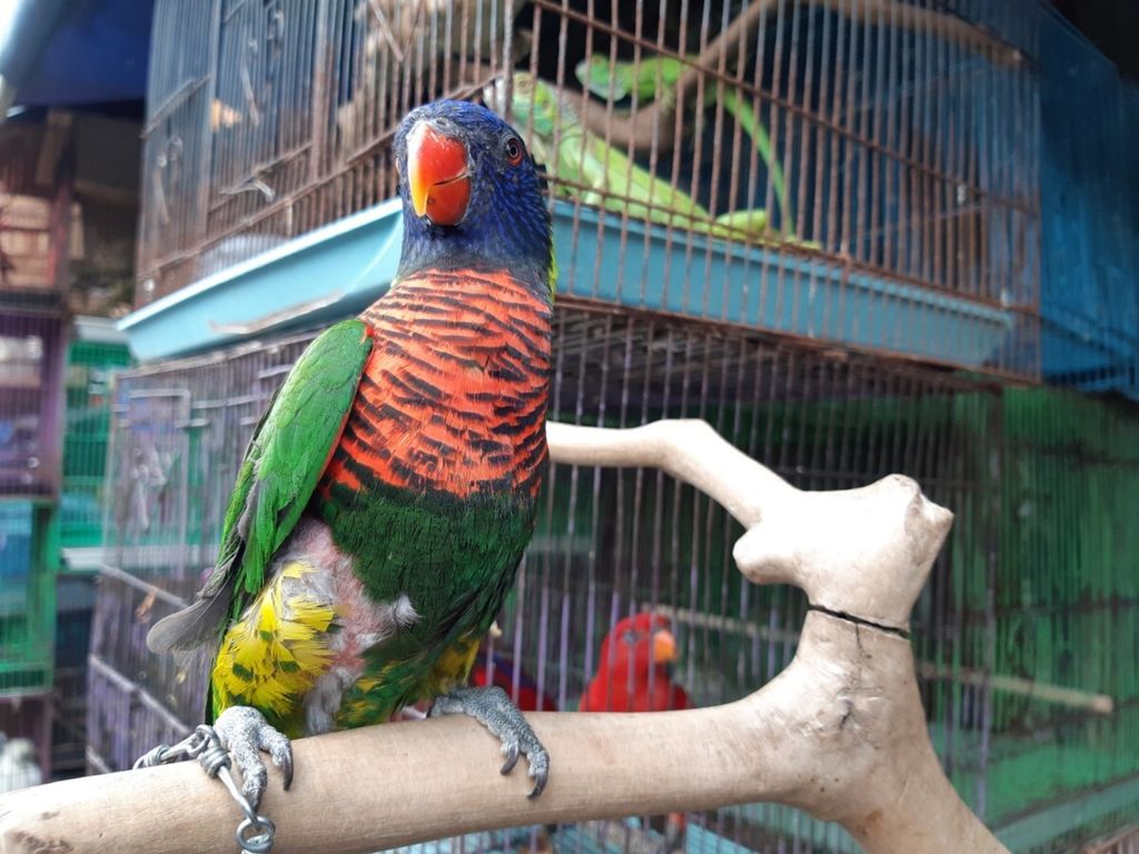 Seekor burung nuri pelangi yang bulunya rontok di Pasar Hewan Jatinegara Jakarta, Kamis (12/7/2018). Kakinya diikat dengan tali yang pendek sehingga burung itu tidak leluasa bergerak.